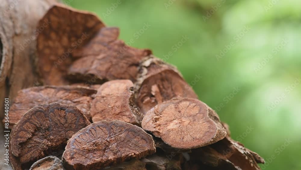Bauhinia sirindhorniae wood dried slices on natural background.