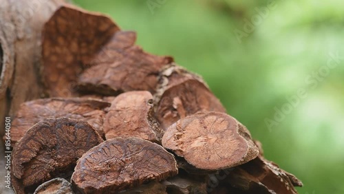 Bauhinia sirindhorniae wood dried slices on natural background. photo