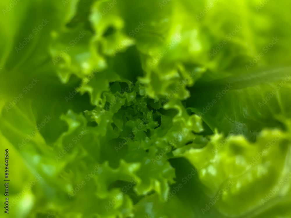 Fresh green lettuce close-up. Green fresh background. Banner. selective focus Fresh green lettuce close-up. Green fresh background. Banner. selective focus