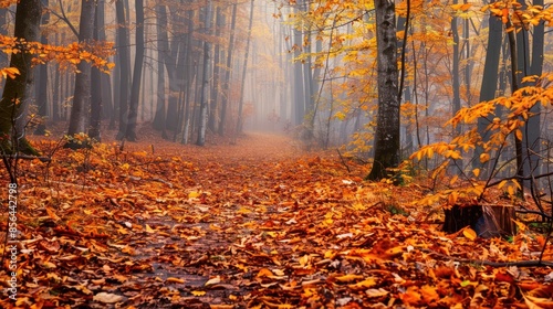 Autumn leaves blanket forest path © AkuAku