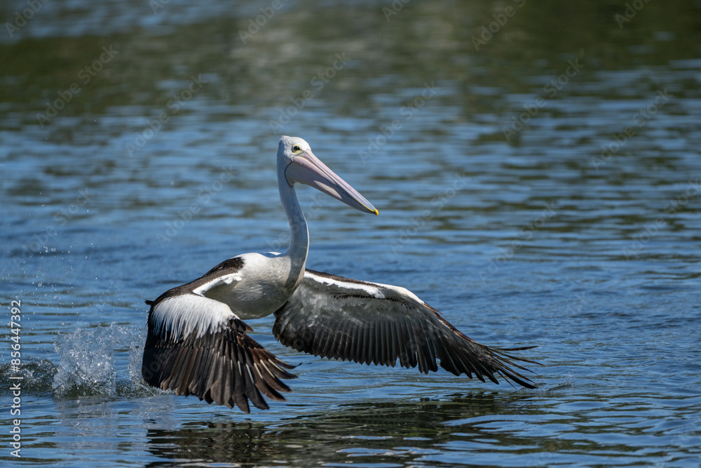 Australian pelican on a Queensland river Australian pelican on a Queensland river