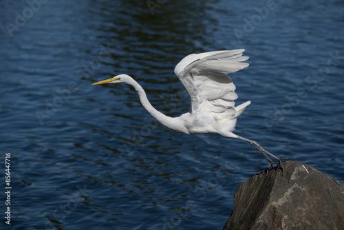 The great egret, also known as the common egret, large egret, or great white egret or great white heron, is a large, widely distributed egret. Four subspecies are found in Asia, Africa, the Americas