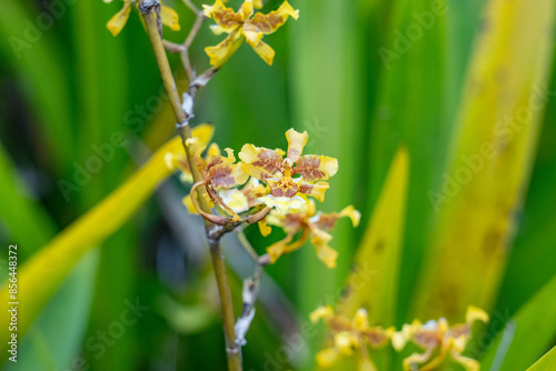 Oncidium sphacelatum is a species of orchid ranging from Mexico to Central America and southeastern Venezuela. Kandyan dancer orchid，Dole Plantation, Oahu, Hawaii photo