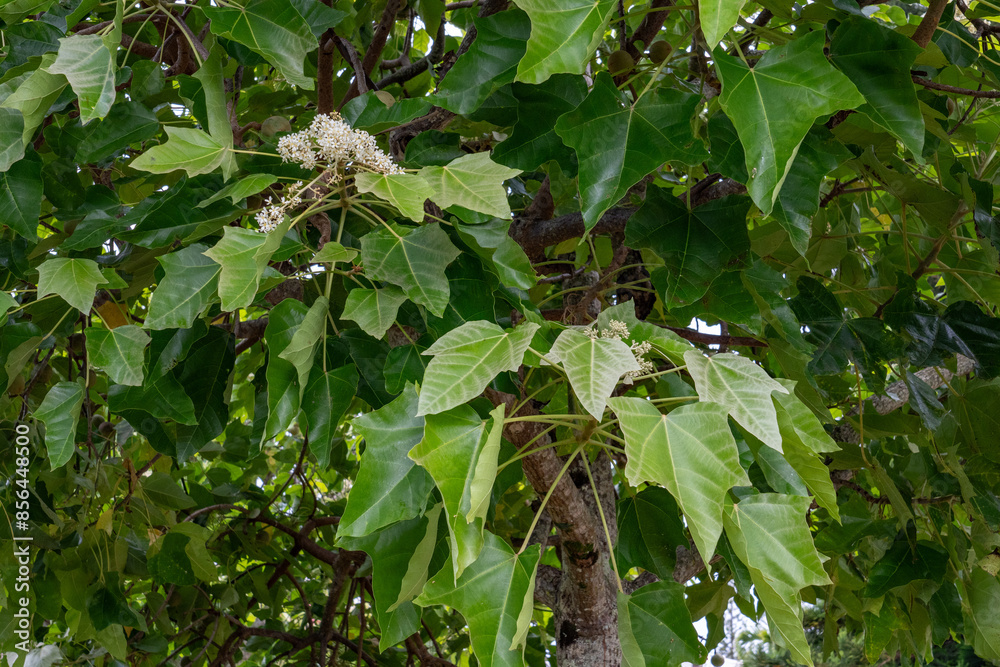 Dole Plantation, Oahu, Hawaii,Aleurites moluccanus, the candlenut, flowering tree in the spurge family, Euphorbiaceae, candleberry, Indian walnut, kemiri, varnish tree, nuez de la India, buah keras, Dole Plantation, Oahu, Hawaii,Aleurites moluccanus, the candlenut, flowering tree in the spurge family, Euphorbiaceae, candleberry, Indian walnut, kemiri, varnish tree, nuez de la India, buah keras,