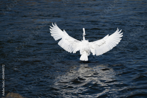 The great egret, also known as the common egret, large egret, or great white egret or great white heron, is a large, widely distributed egret. Four subspecies are found in Asia, Africa, the Americas