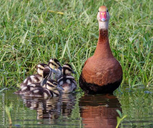 Black-bellied whistling ducks (Dendrocygna autumnalis) female with ducklings resting at the water edge, Houston area, Texas, USA.