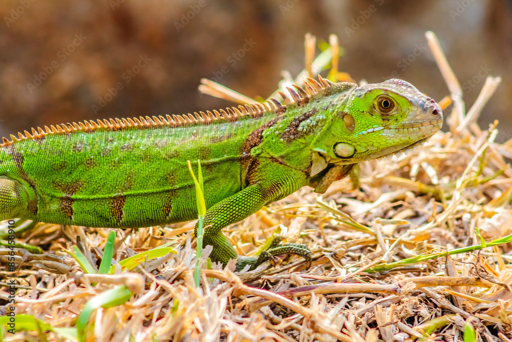Iguana in green meadow in Tampico tamaulipas Iguana in green meadow in Tampico tamaulipas