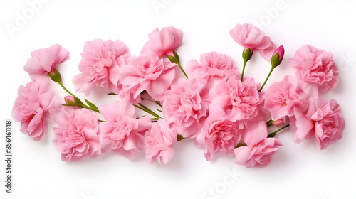 Wallpaper Mural A bouquet of pink flowers with a white background The flowers are arranged in a way that they are not overlapping each other giving the impression of a clean and organized display

 Torontodigital.ca