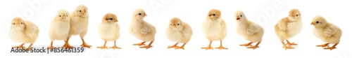 Cute fluffy chicks on white background. Baby animals