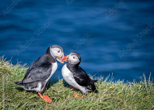 Atlantic Common Puffins  photo