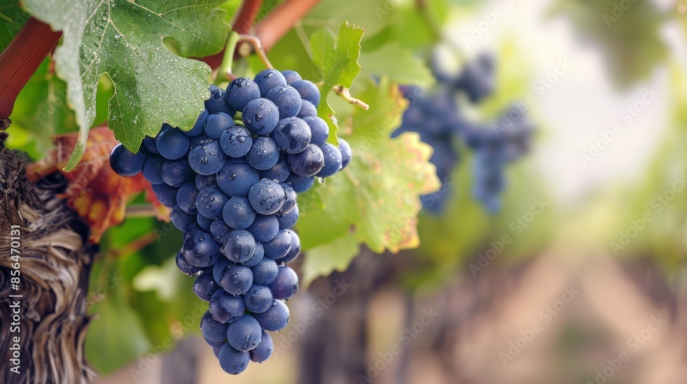 Clusters of Ripe Grapes Ready for Harvest in a Sunlit Vineyard Clusters of Ripe Grapes Ready for Harvest in a Sunlit Vineyard