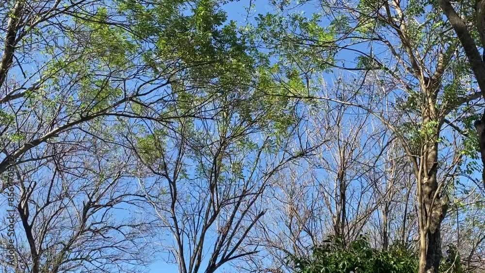 branches against sky on a beautiful island branches against sky on a beautiful island