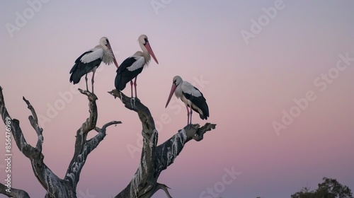 Marabou storks standing in a dry dead tree, twilight light and clear sky 