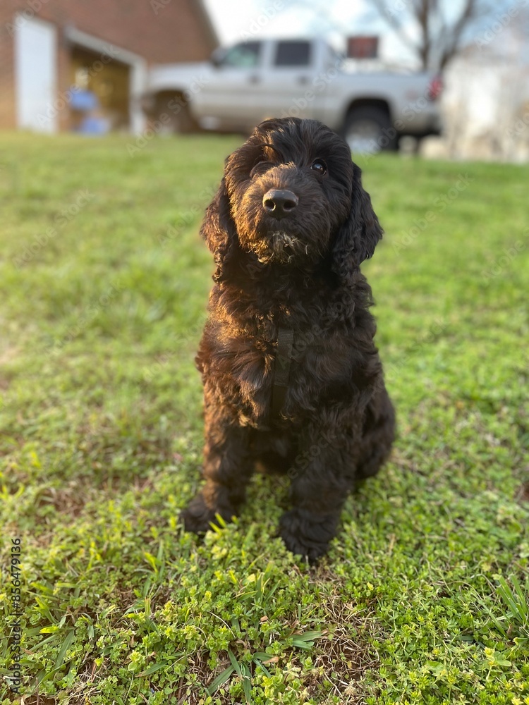 Fototapeta premium dog in the grass