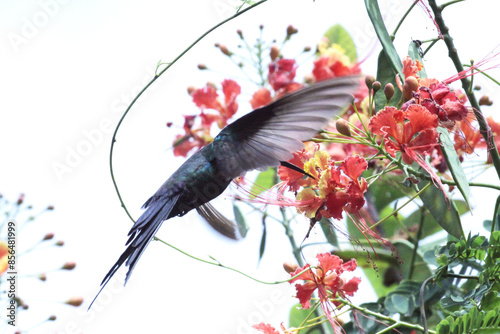 Beija flor sugando o néctar das flores de um flamboyant mirim