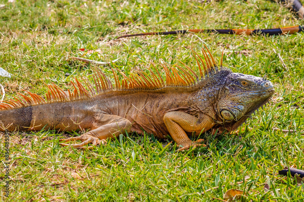 Green iguana in Laguna del Carpintero in Tampico Tamaulipas Green iguana in Laguna del Carpintero in Tampico Tamaulipas