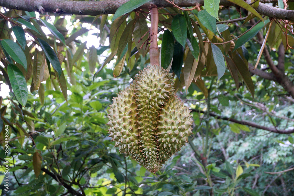 durian fruit on tree durian fruit on tree