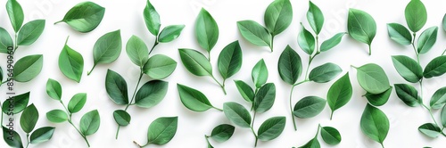 Green Ivy Growing on a White Wall Gardening Business Background Nature Natural Growth Wallpaper, Isolated Plant Leaves Fresh Leaf Cottagecore Marketing