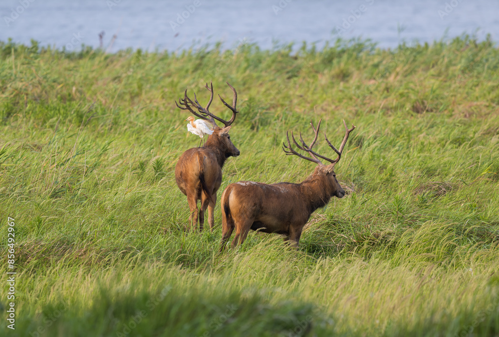 two wild elk and a egret standing on one of them two wild elk and a egret standing on one of them