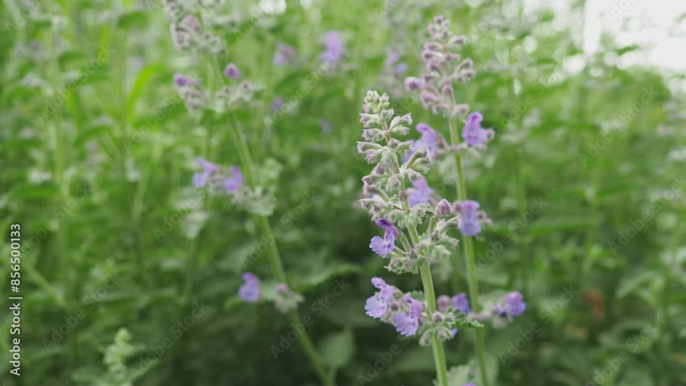 Nepeta faassenii, flowering plant catmint and Faassen's catnip. Parent species are Nepeta racemosa and Nepeta nepetella. Small showy, abundant, two-lipped, trumpet-shaped, soft lavender flowers