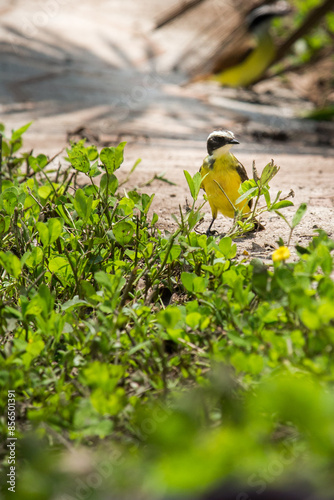 bird in the grass benteveo