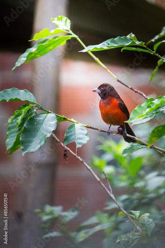 Jilguero rojo red goldfinch tropical bird 
