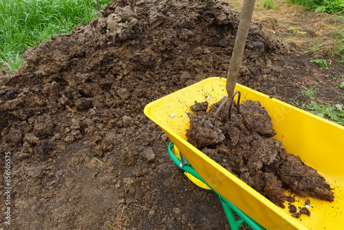 wheelbarrow with manure and double-handled pitchfork for vegetable garden cultivation