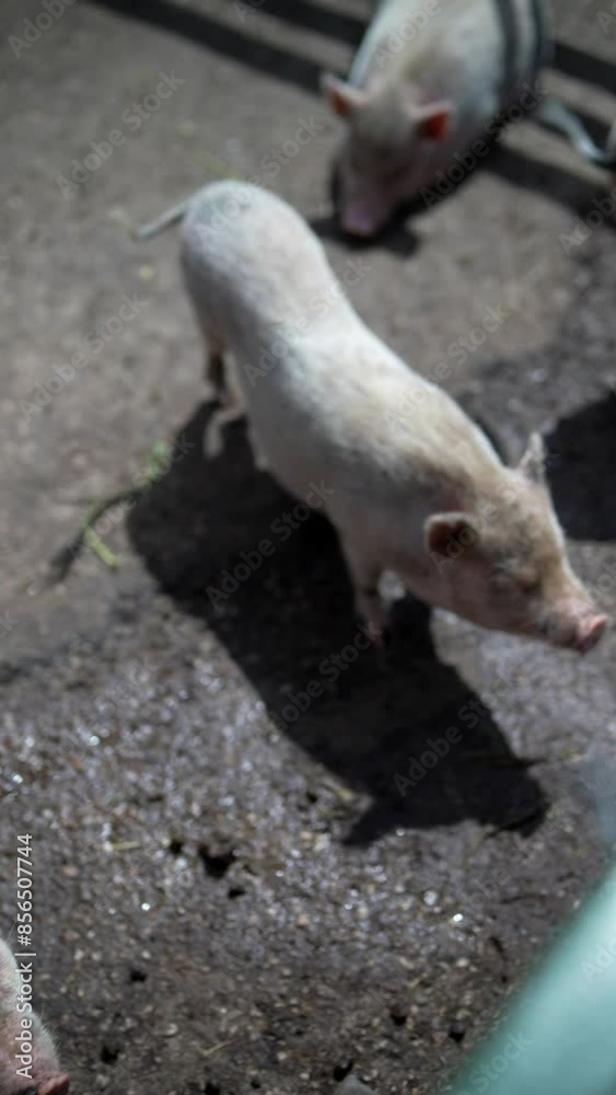 A young piglet is in an outdoor pen, basking in the glow of the sunset on a farm A young piglet is in an outdoor pen, basking in the glow of the sunset on a farm