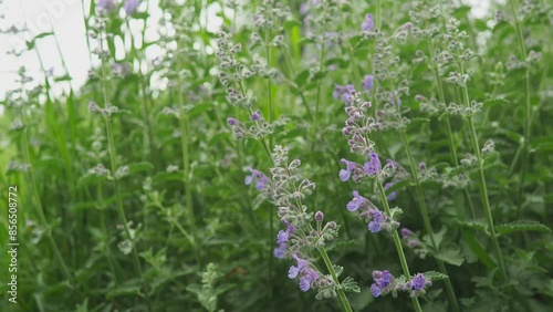 Nepeta faassenii, flowering plant catmint and Faassen's catnip. Parent species are Nepeta racemosa and Nepeta nepetella. Small showy, abundant, two-lipped, trumpet-shaped, soft lavender flowers photo