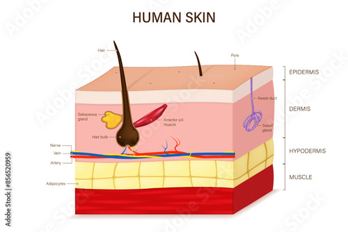 Human skin anatomy. Skin layers structure vector.  Epidermis, dermis, hypoderm and muscle tissue. Hair, Arrector pili muscle, sweat and sebaceous glands. Images for educational, clinical and medical p