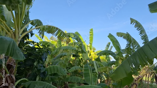  In the backyard banana grove, the leaves flutter gently in the breeze under the bright sunshine and vivid blue sky.
