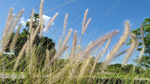 Delicate white grass flowers stand tall, bending gracefully with the wind.