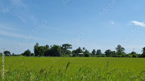 In the lush green countryside, the rice fields are full of beautiful, strong stalks spreading across the landscape.