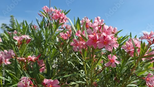 The pale pink sweet oleander blossoms in full bloom, with its flowers and green leaves dancing in the breeze.