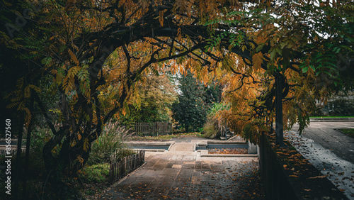 Arbol grande en parque junto a la pista