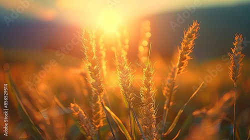 Golden wheat field basking in the warm glow of a beautiful sunset, symbolizing abundance and serenity in nature's embrace.