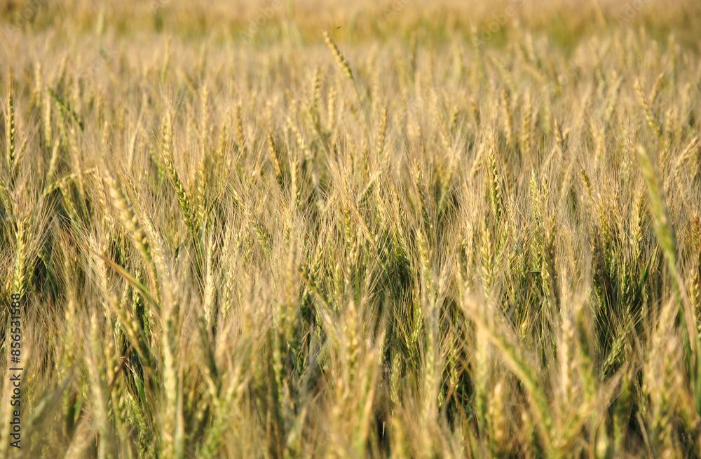 wheat field in the light of the setting sun. wheat field close up selective focus. wheat ears background wheat field in the light of the setting sun. wheat field close up selective focus. wheat ears background