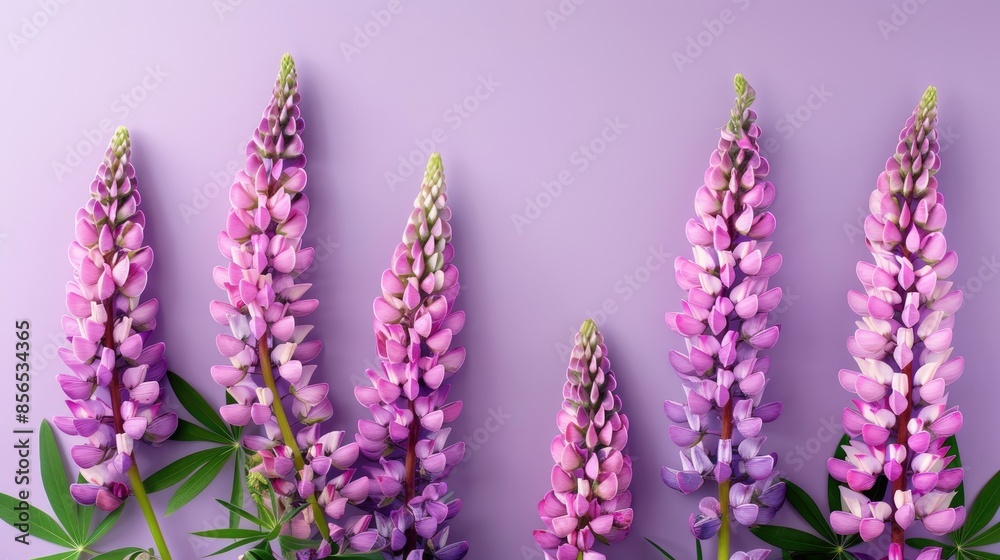 Naklejka premium Summer banner with pink lupine flowers on a purple background
