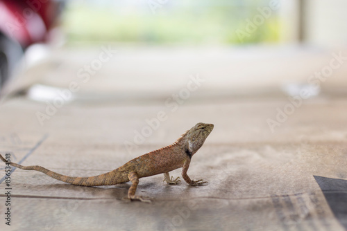 chameleon on the paper box on blurred background
