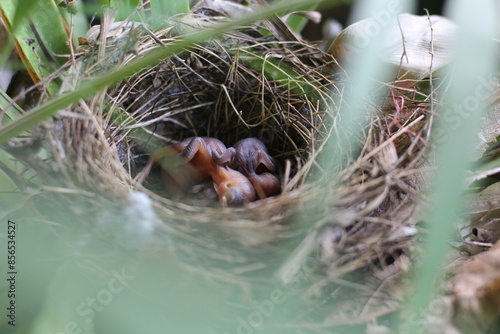 ฺBaby of Red-whiskered Bulbul in the nest on the Bird's nest fern