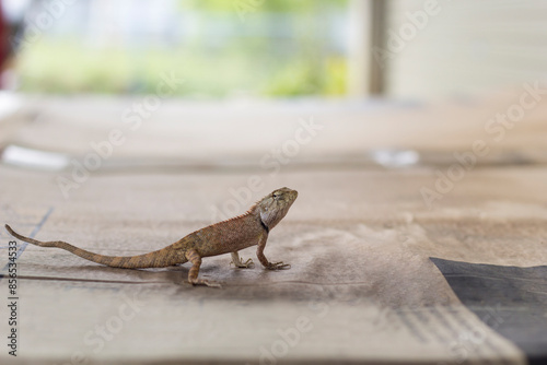 chameleon on the paper box on blurred background