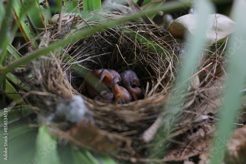 ฺBaby of Red-whiskered Bulbul in the nest on the Bird's nest fern