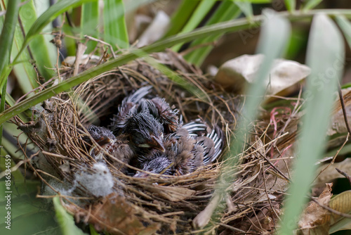 Growth of Red-whiskered Bulbul in the nest on the Bird's nest fern in Thailand