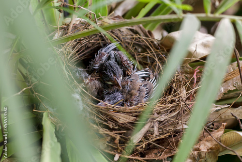 Growth of Red-whiskered Bulbul in the nest on the Bird's nest fern in Thailand
