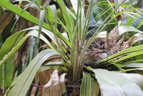Growth of Red-whiskered Bulbul in the nest on the Bird's nest fern in Thailand