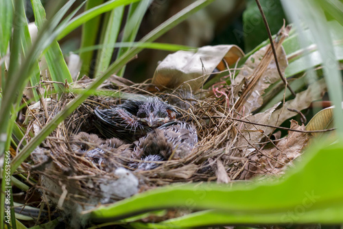 Growth of Red-whiskered Bulbul in the nest on the Bird's nest fern in Thailand