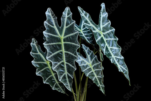 Foliage of Alocasia Amazonica Sanderiana (Alocasia amazonica) leaves the popular houseplants isolated on black background with clipping path