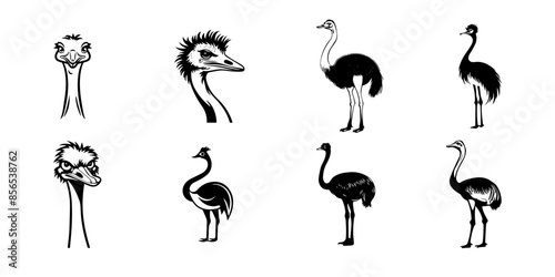 set of silhouettes of ostrich in vector