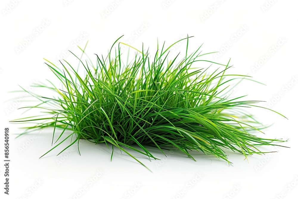 A small green tuft of grass isolated on a white background A small green tuft of grass isolated on a white background