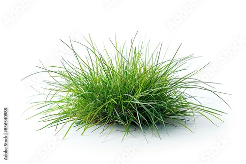 A small green tuft of grass isolated on a white background
